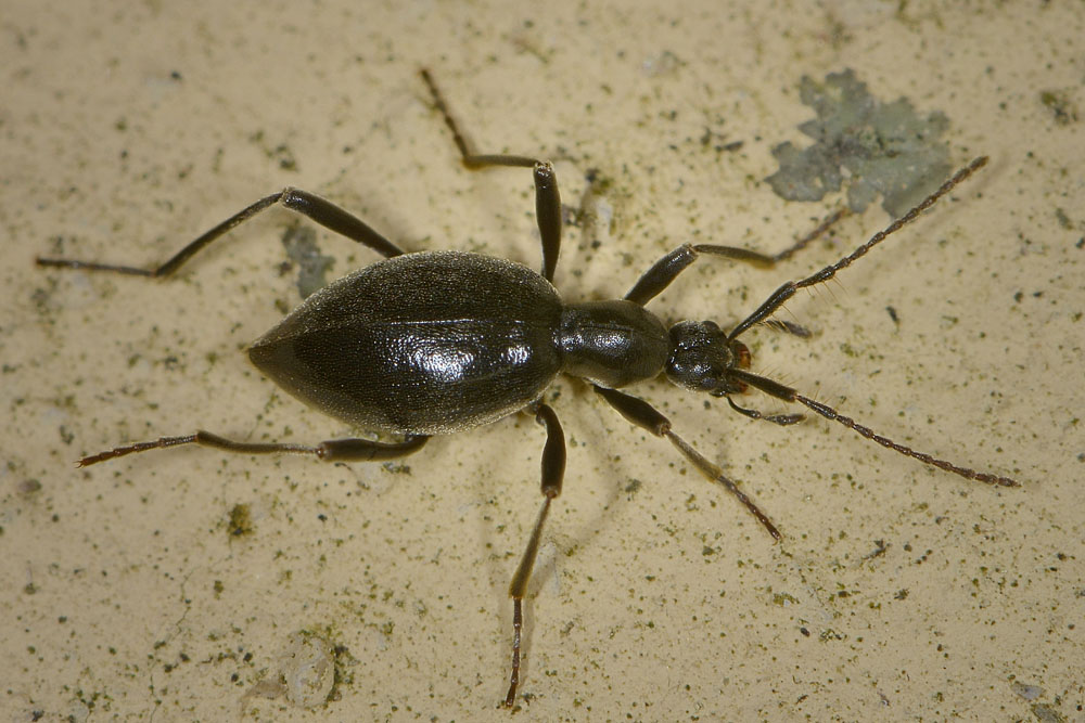 Scydmenidae: Palaeostigus heydenii e P. pilifer